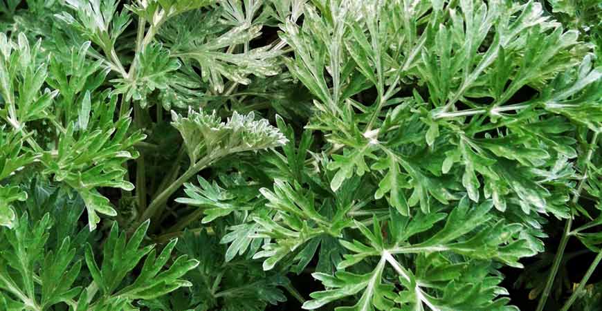 Wormwood Plant - Artemisia Absinthium