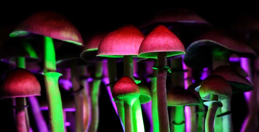Hallucinogenic Magic Mushrooms