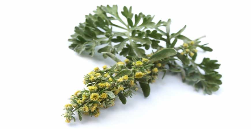 Wormwood Flower